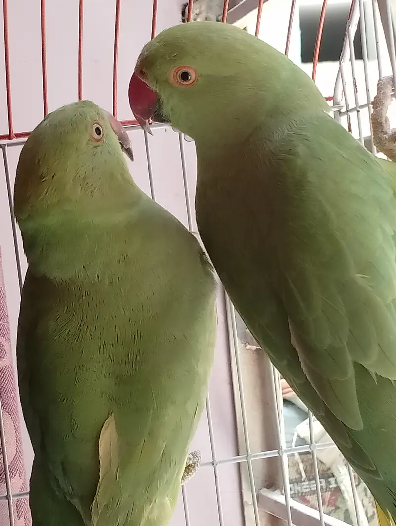 Green parrot ki female and male jofi — photo 5