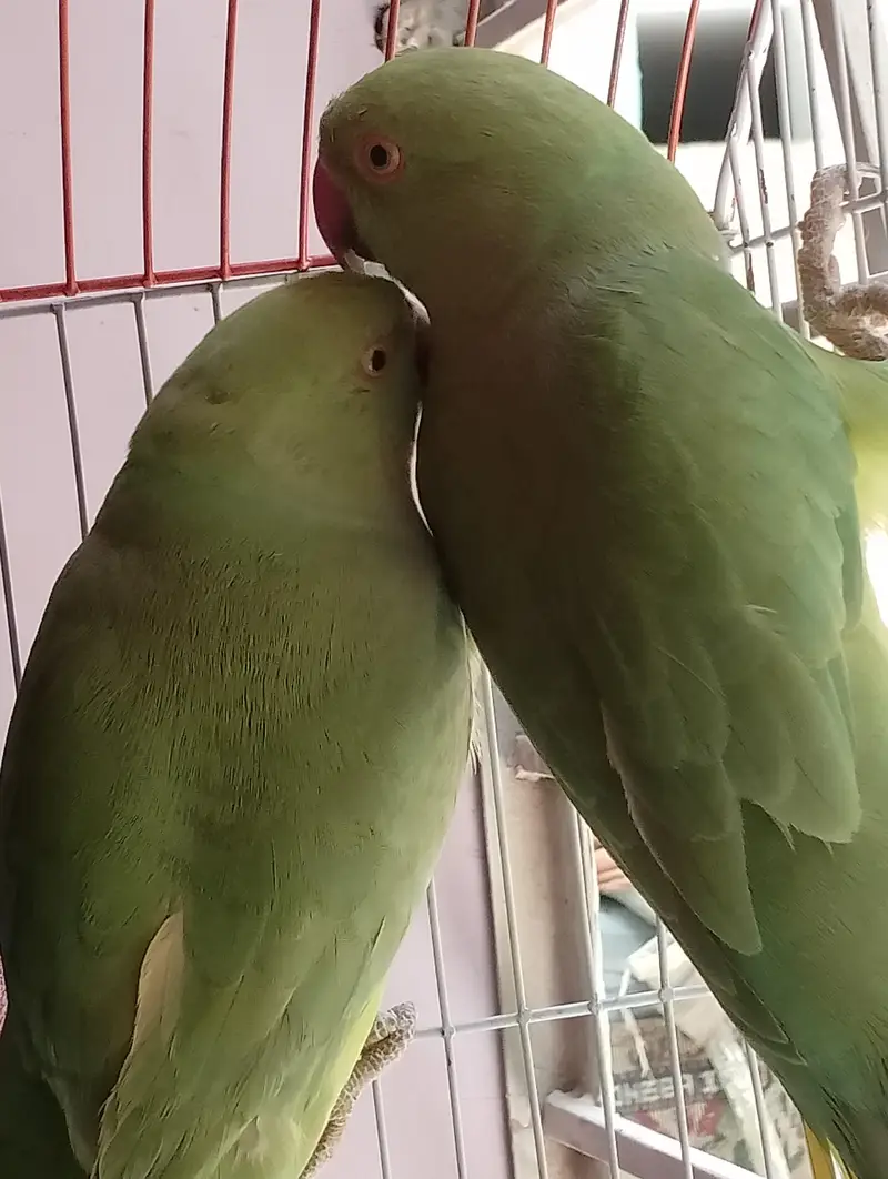 Green parrot ki female and male jofi — photo 6