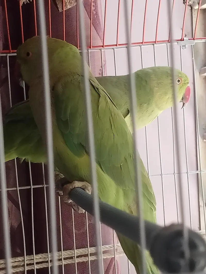 Green parrot ki female and male jofi — photo 7
