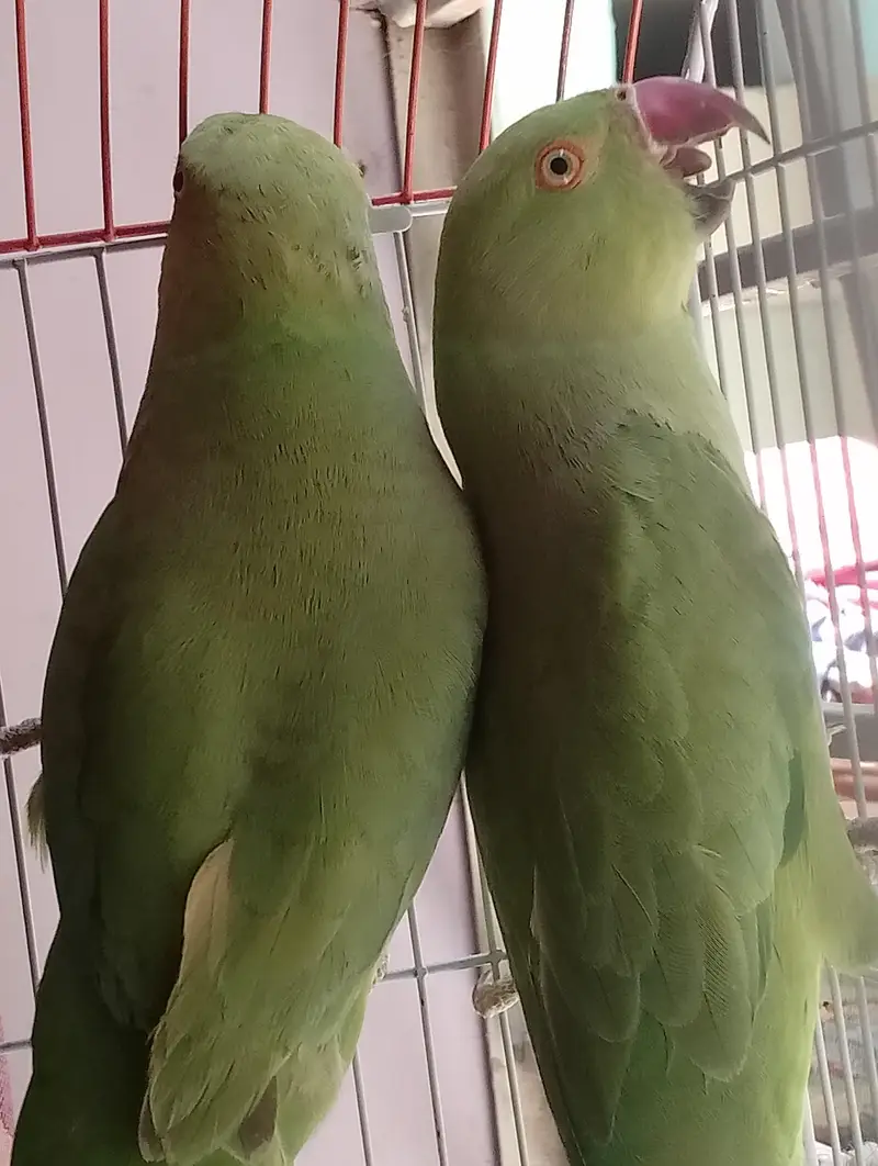 Green parrot ki female and male jofi — photo 8