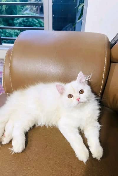 Persian kittens available in Hyderabad