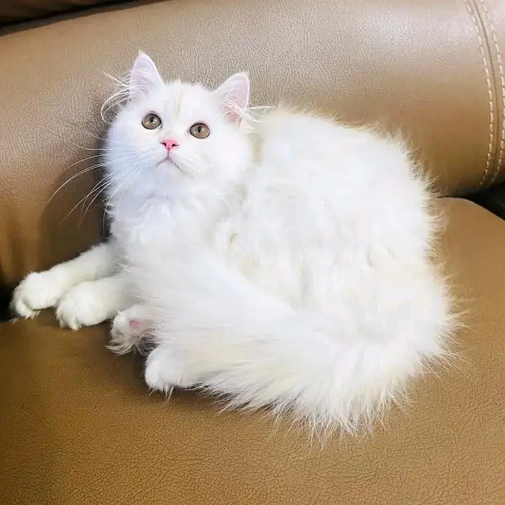 Persian kittens available in Hyderabad — photo 2