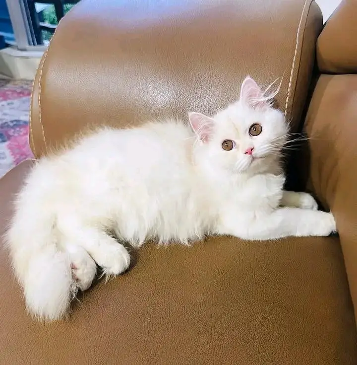 Persian kittens available in Hyderabad — photo 3