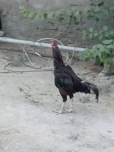 acha hai assel hai