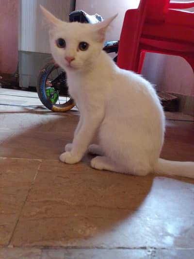 white male cat