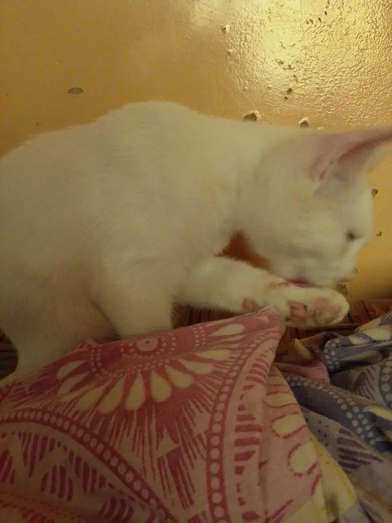 white male cat — photo 2