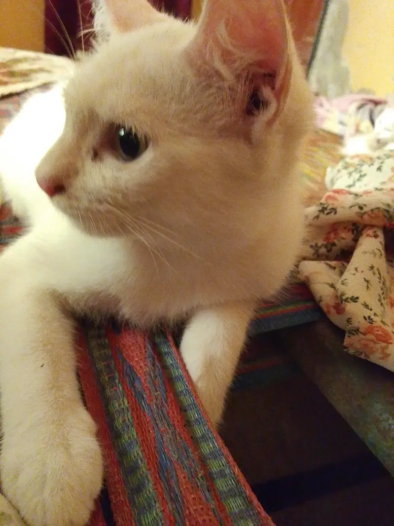 white male cat — photo 3