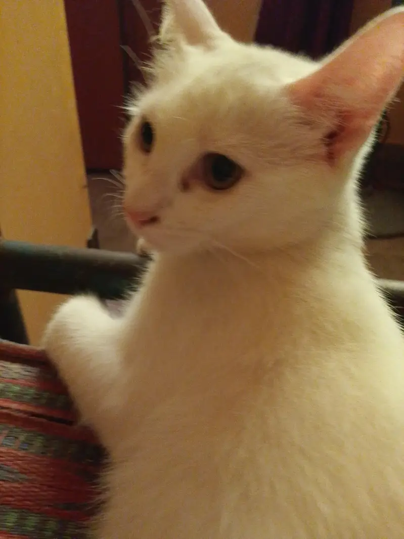 white male cat — photo 4