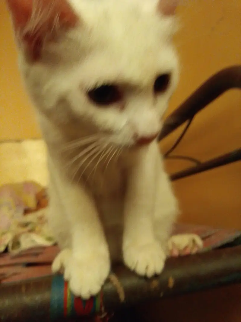 white male cat — photo 5
