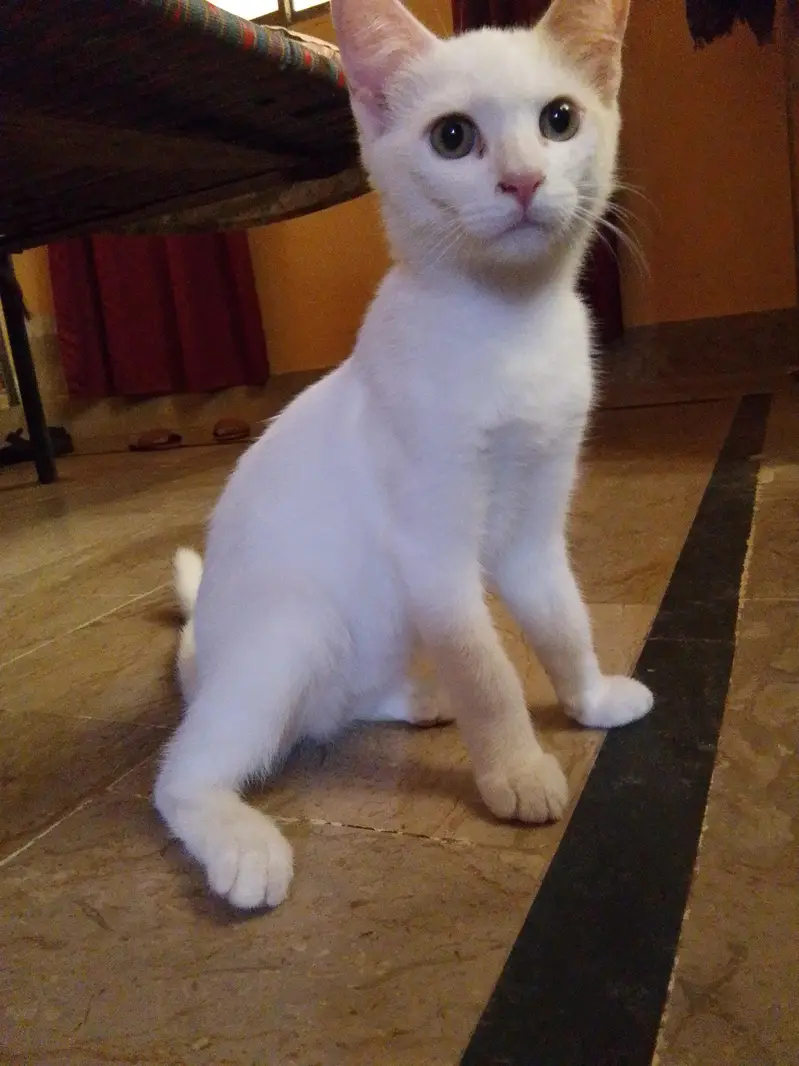 white male cat — photo 6