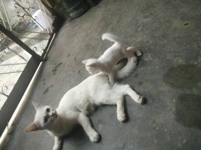 cat with baby