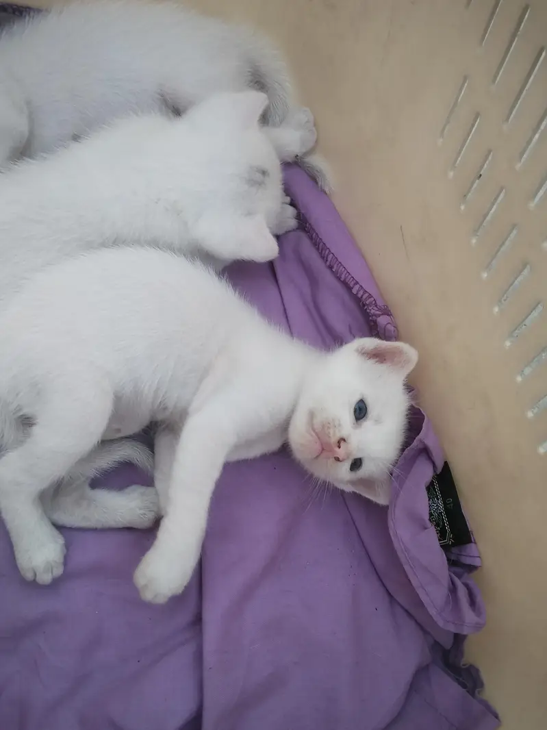 cat with baby — photo 2