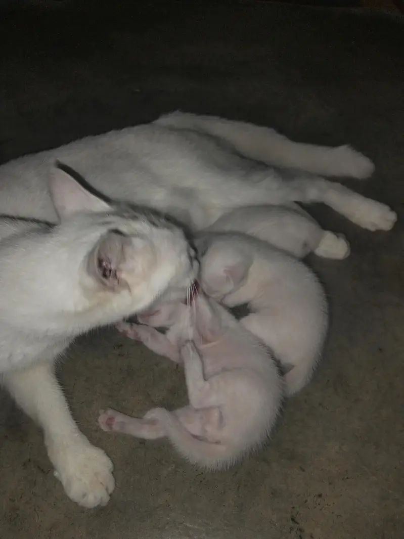cat with baby — photo 3