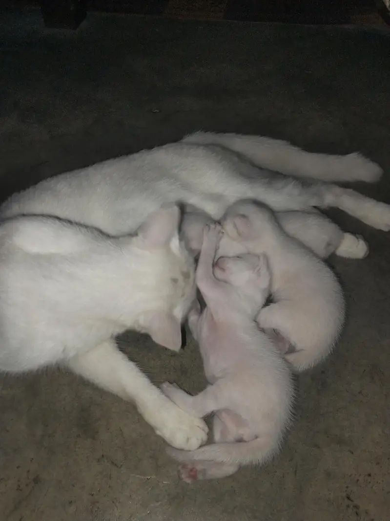 cat with baby — photo 4