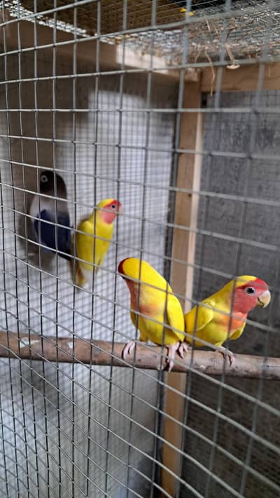 blue pair 1 single lotino fimale