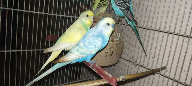 2 pair avalable. rainbow and cruster.   Australian budgies