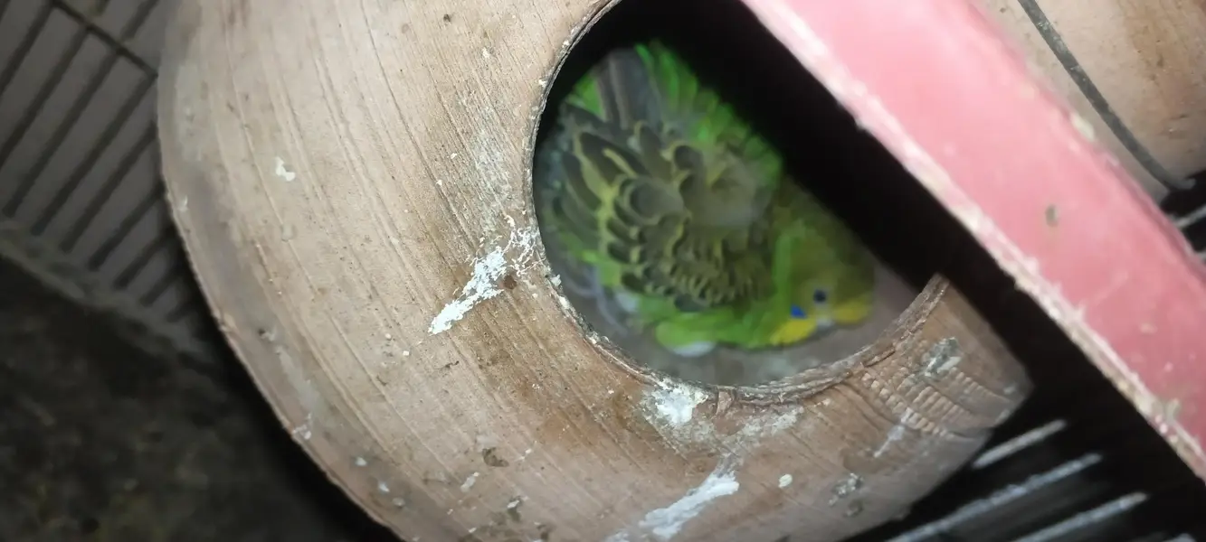 2 pair avalable. rainbow and cruster.   Australian budgies — photo 2