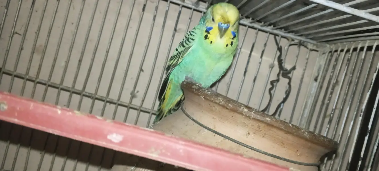 2 pair avalable. rainbow and cruster.   Australian budgies — photo 3