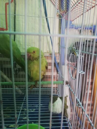 ringneck / lovebirds / budgies