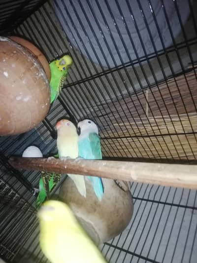 ringneck / lovebirds / budgies
