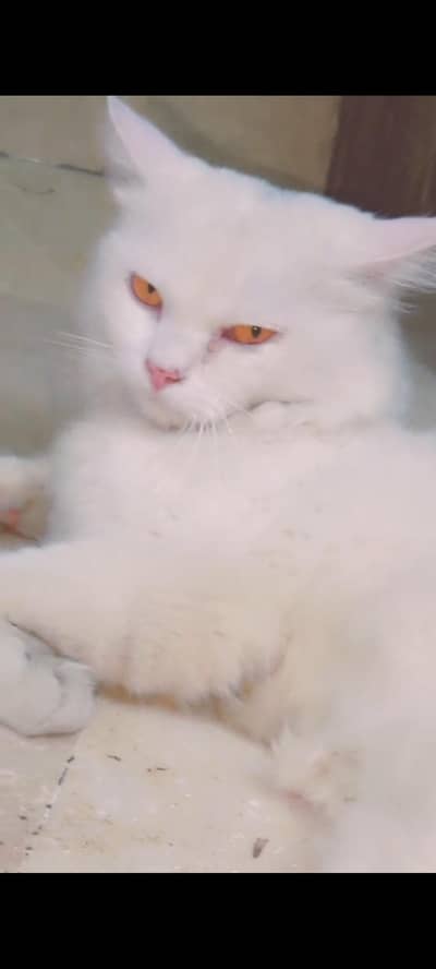 Persiancat.
