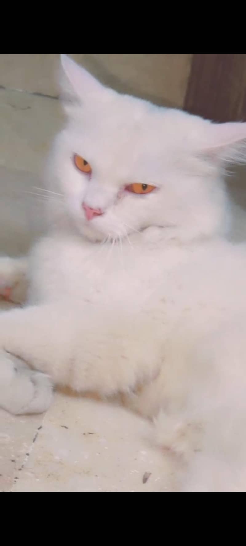Persiancat. 0