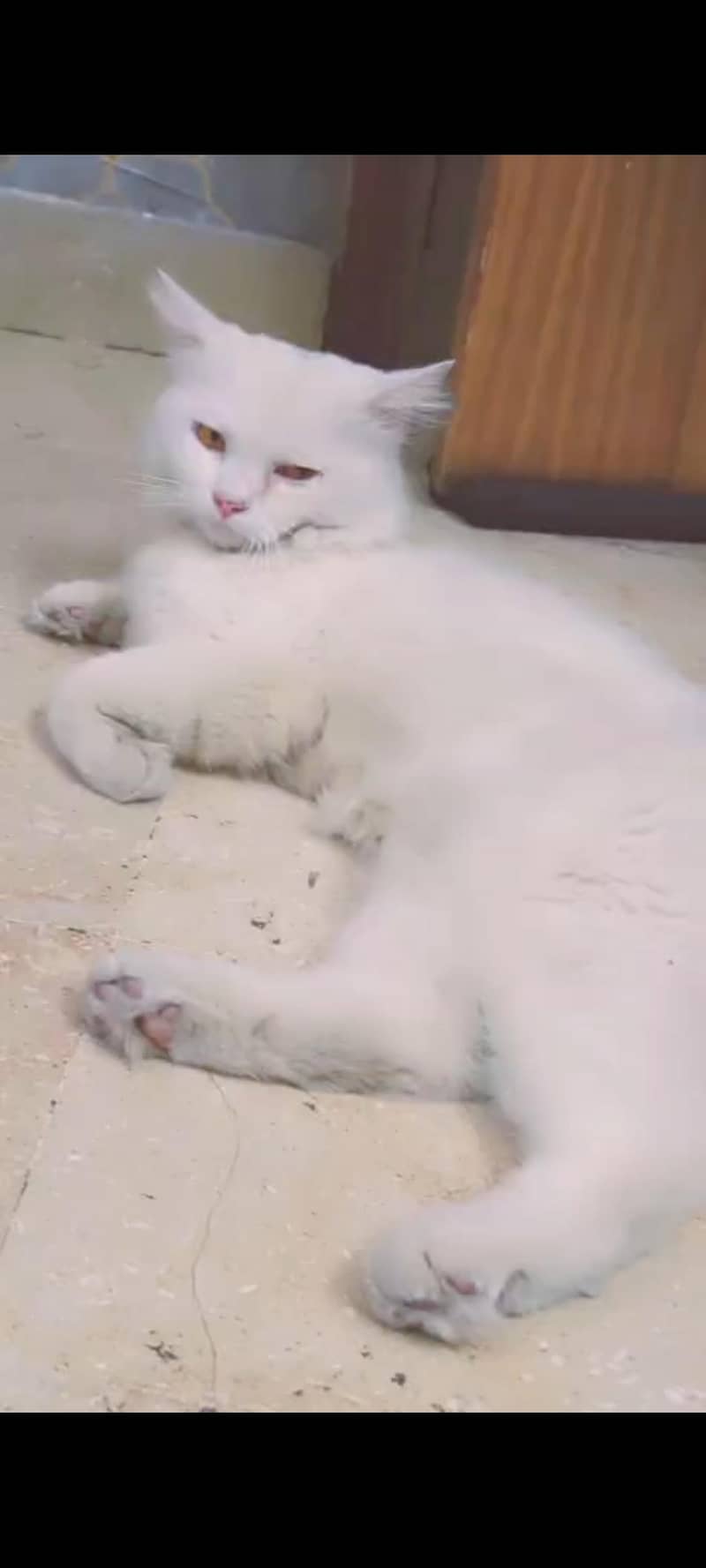 Persiancat. 1