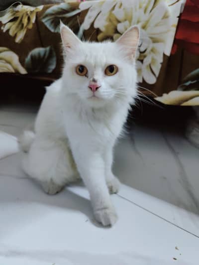 White Doll Face 11 months Persian Cat For Sale