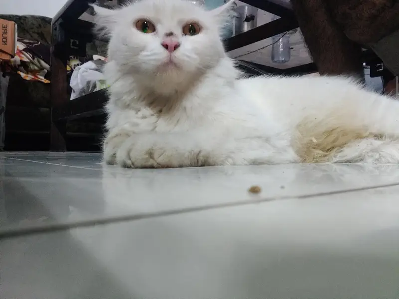 White Doll Face 11 months Persian Cat For Sale — photo 2