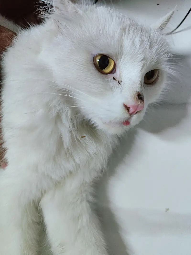 White Doll Face 11 months Persian Cat For Sale — photo 3