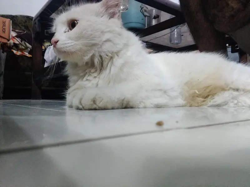 White Doll Face 11 months Persian Cat For Sale — photo 4
