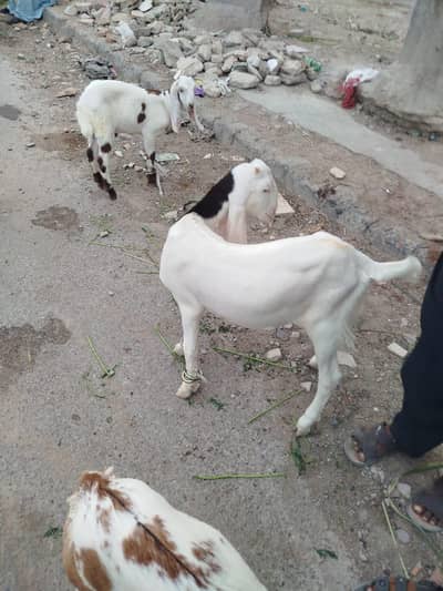 bakri
