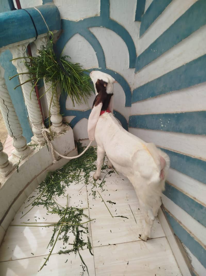 bakri 1