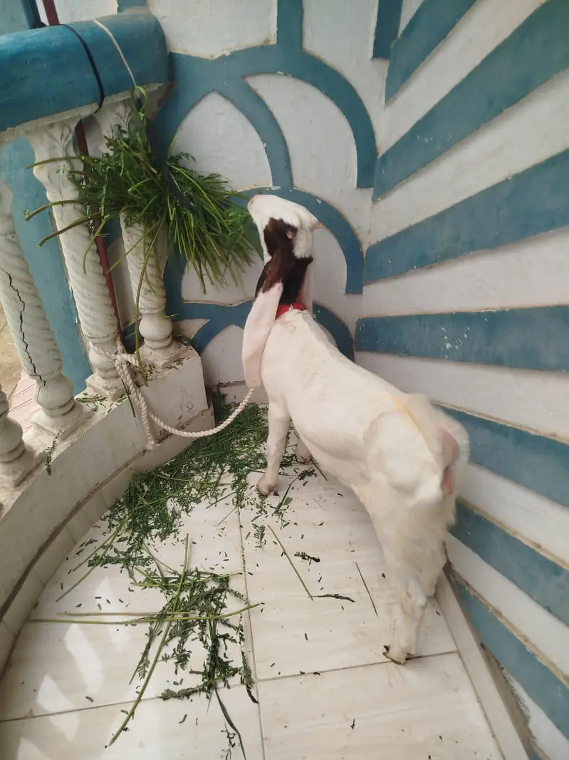 bakri — photo 2
