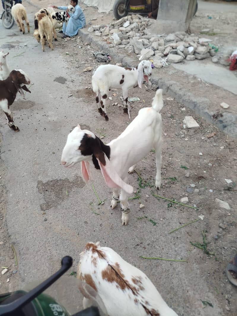bakri 2