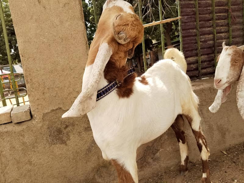 breeder bakra 1