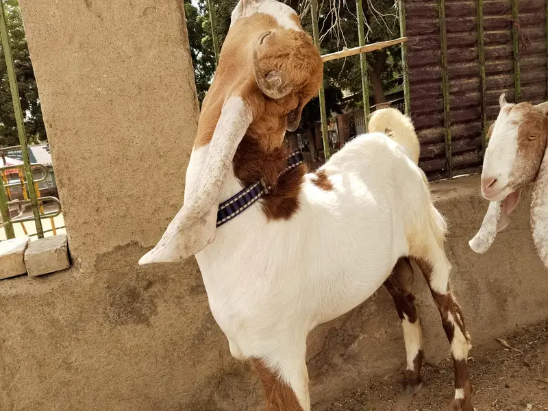 breeder bakra — photo 2