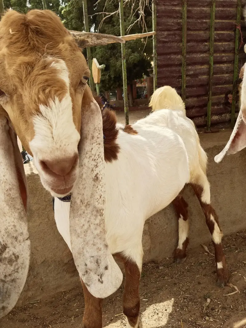 breeder bakra — photo 3