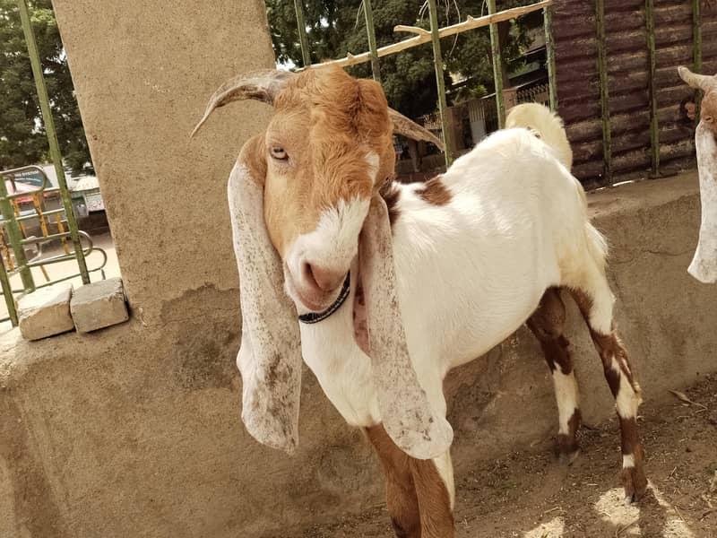 breeder bakra 3