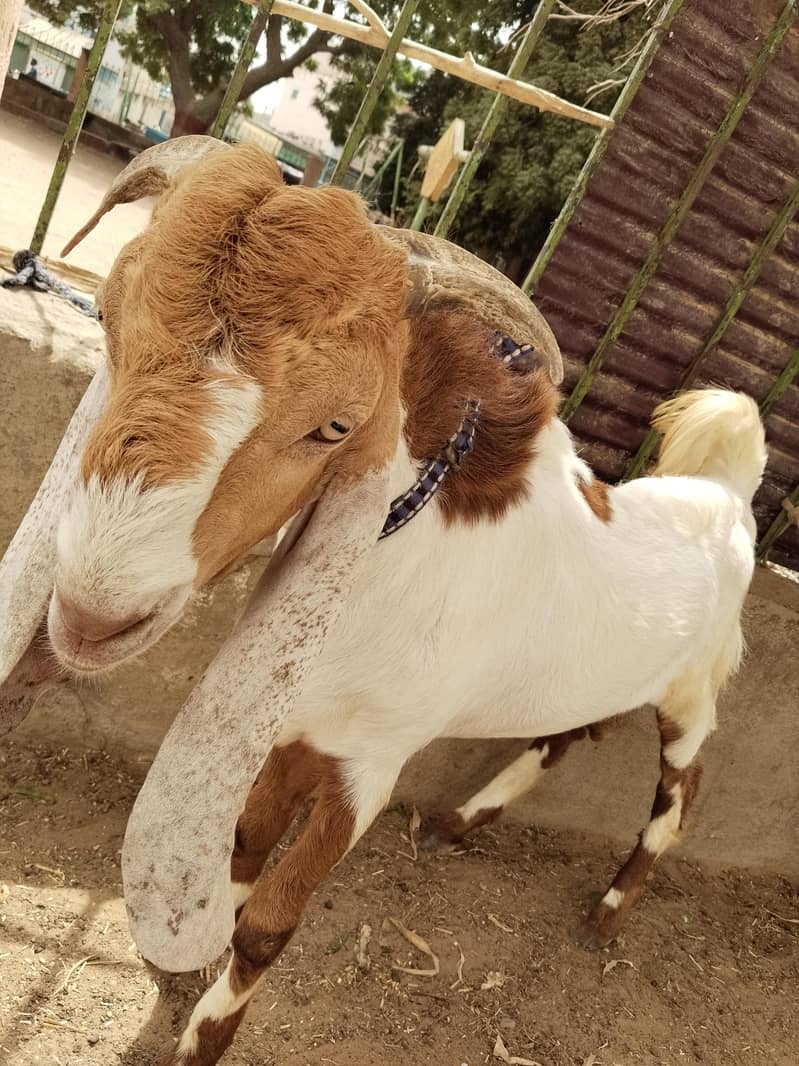 breeder bakra 4