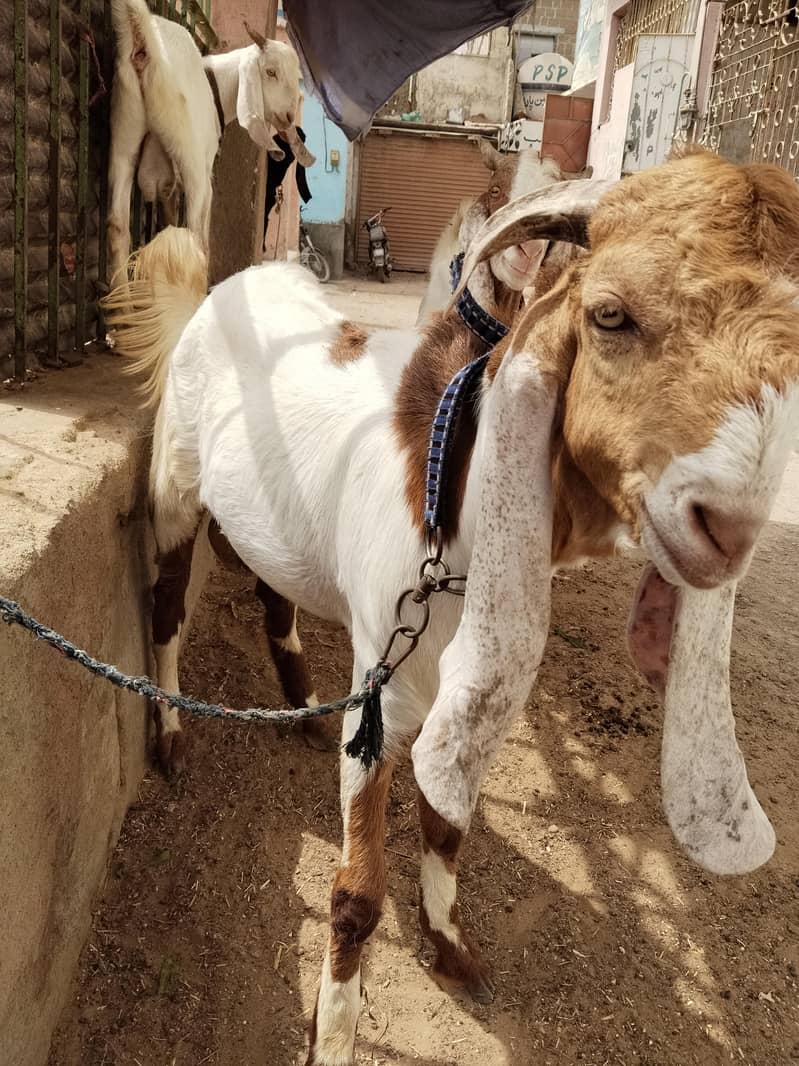 breeder bakra 5