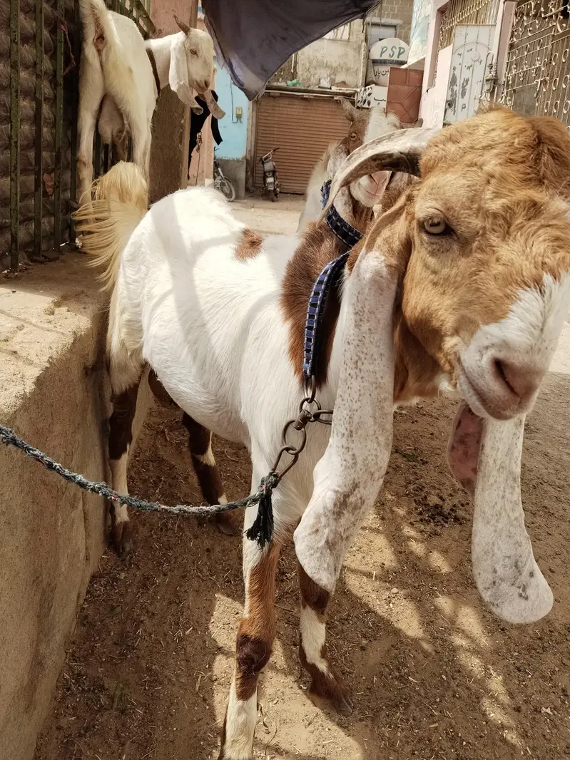 breeder bakra — photo 6