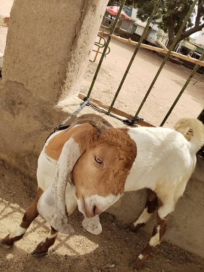 breeder bakra 6