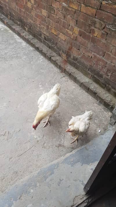 aseel Heera pair breeder