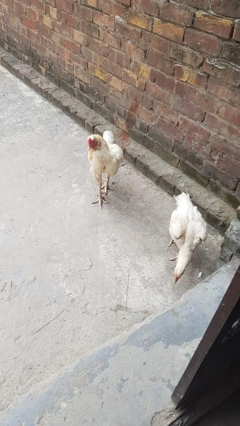 aseel Heera pair breeder — photo 2