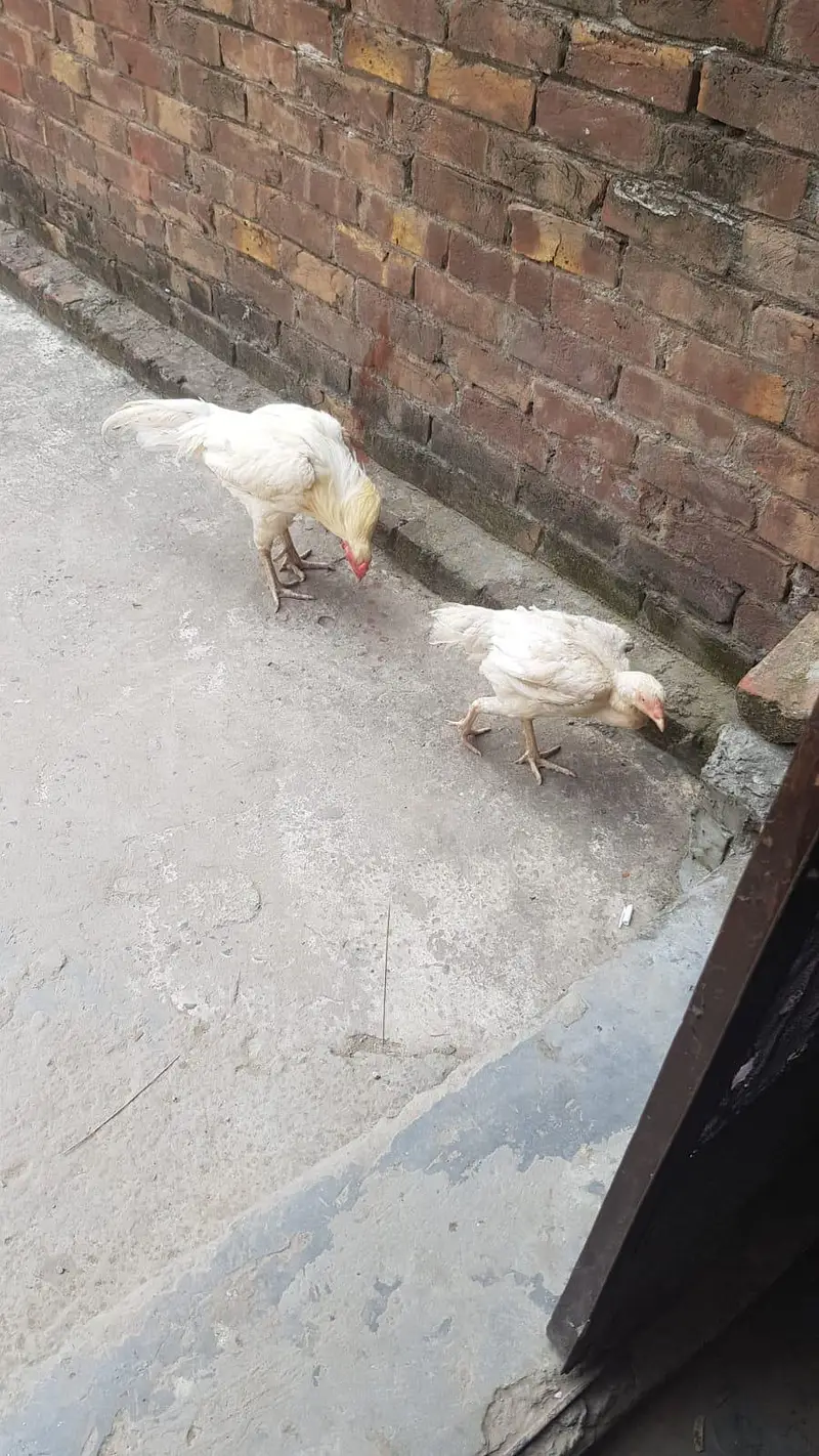 aseel Heera pair breeder — photo 3