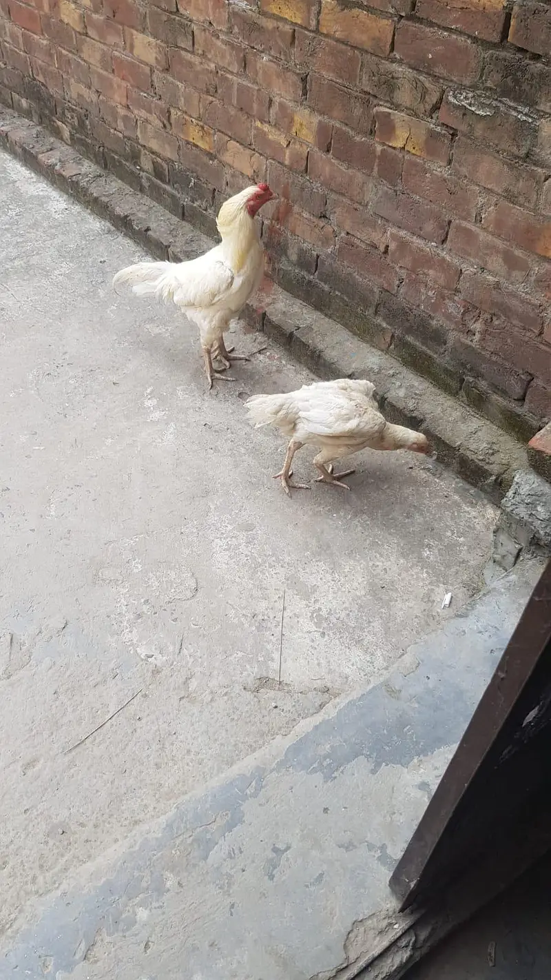 aseel Heera pair breeder — photo 4