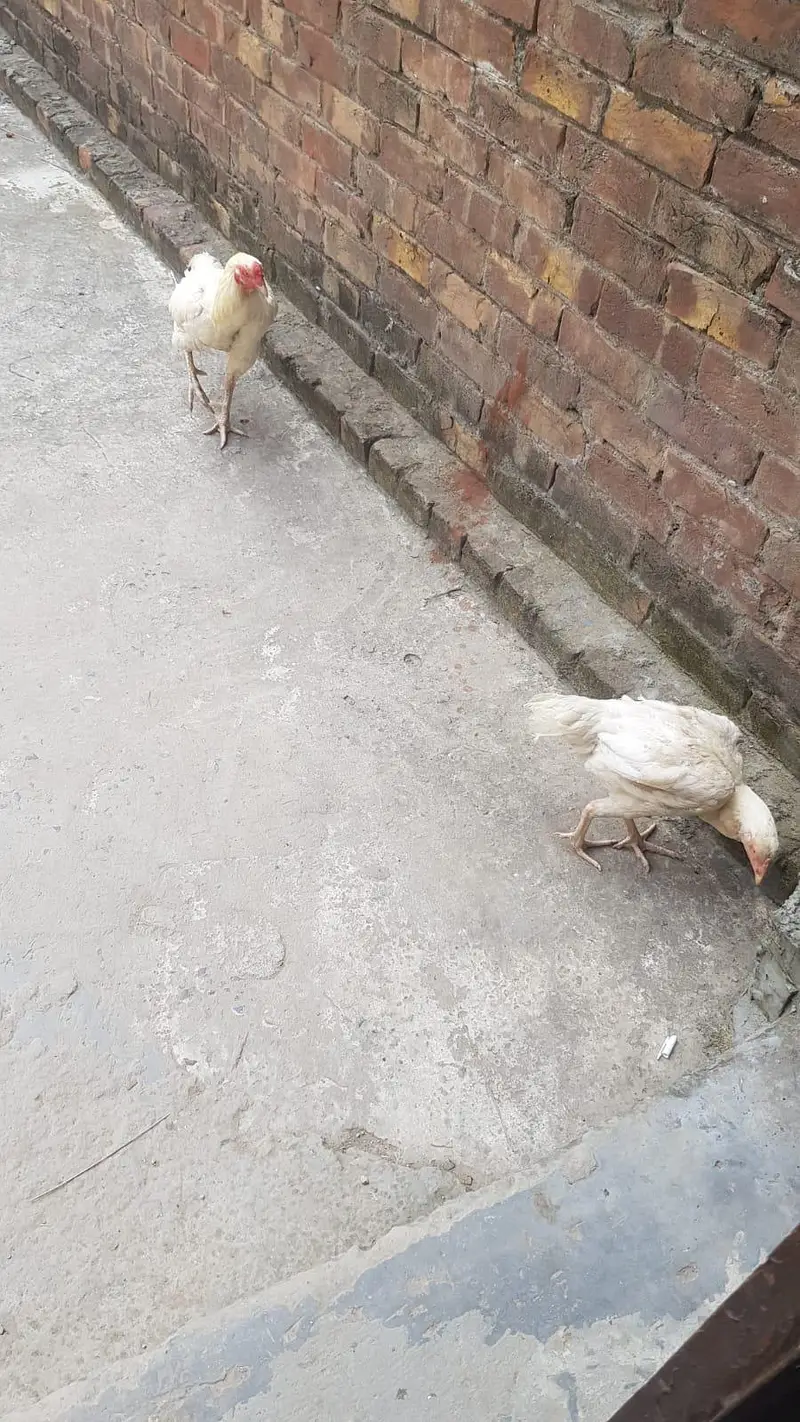 aseel Heera pair breeder — photo 5