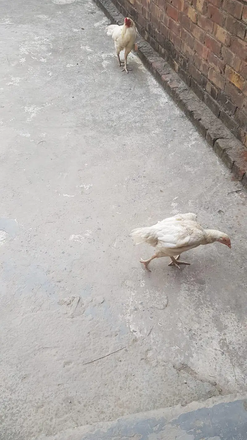 aseel Heera pair breeder — photo 6
