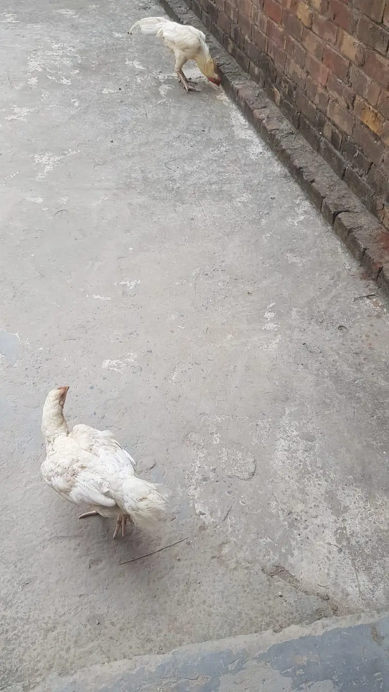 aseel Heera pair breeder — photo 7